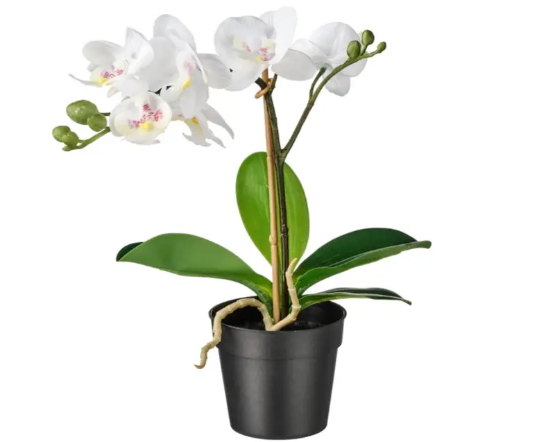 Fejka Realistic Artificial Orchid In White – 9 Cm Potted Display 1