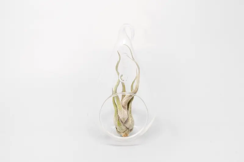 Teardrop-Shaped Hanging Glass Aerium – Elegant Clear Terrarium For Air Plant Displays 1