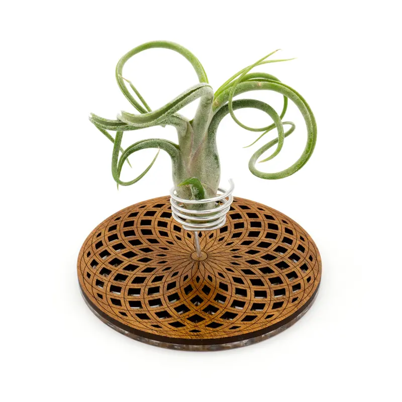 Wire Air Plant Holder No. 3 – Sculptural Air Plant Stand With Organic Wood Grain 1